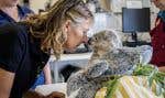 Tendre moment pour Tracey Maguire, bénévole pour WIRES, nez à nez avec Sophie, le petit bébé koala de un an.
