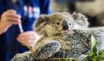 Sophie, un petit koala femelle de 1 an, s’agrippe à la peluche qui remplace sa mère, dans une clinique vétérinaire affiliée à l’Université de Sydney. Elle a été trouvée orpheline en banlieue de la métropole par l’organisme WIRES, qui porte secours à la faune sauvage en Australie.