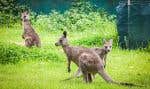 À Bathesman Bay, des kangourous se dégourdissent dans le large terrain ceinturé de clôtures à l’arrière de leur refuge.
