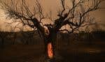 Un olivier en flammes dans la région d’Alexandroupoli, en Grèce. Le pays a été frappé par des incendies records au cours de l’été.