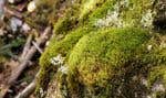 Les mousses, dont on trouve des milliers d’espèces, forment une part très importante de la biomasse forestière.