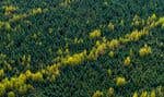 Les professeurs Christian Messier et Olivier Villemaire-Côté appellent à une diversification fonctionnelle de nos forêts. Non seulement nous devons planter beaucoup plus d’arbres, mais nous devons le faire plus intelligemment. iStock