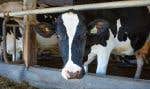 Selon la professeure Édith Charbonneau, les médias ont vite recours à la photo d’une vache pour illustrer la production de méthane, alors que le secteur laitier travaille fort pour s’améliorer.