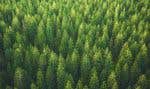 « La Journée nationale de l’arbre est, chaque année, l’occasion d’amener les Canadiens, et les Québécois, à accomplir une action tangible pour l’environnement », dit Robert Henri, d'Arbres Canada.