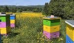 Et si on pouvait reconnaître chaque région du Québec en savourant les arômes de son miel du terroir? Sur la photo, on aperçoit les ruches de l'apicultrice Claude Dufour, dans Chaudière-Appalaches.