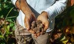 La culture des truffes des Appalaches, une variété indigène du Québec, pourrait constituer une des richesses futures de notre province.